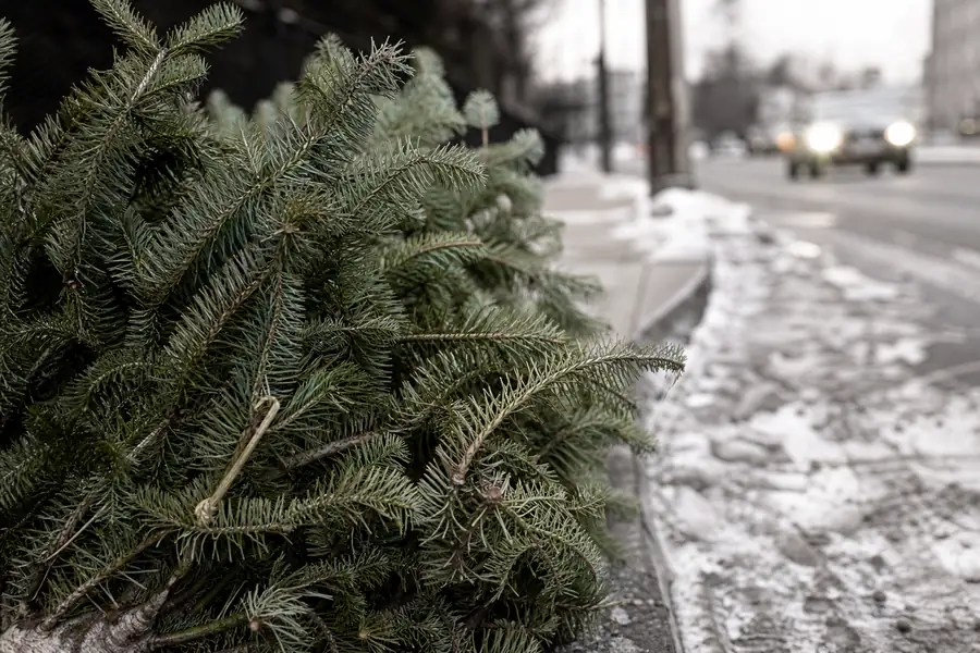 Christmas tree at the curb on a snowy street