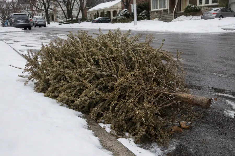 How to Dispose of a Christmas Tree (Real and Artificial)