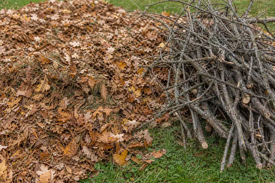 Raked leaf piles and branch bundles on a lawn in autumn