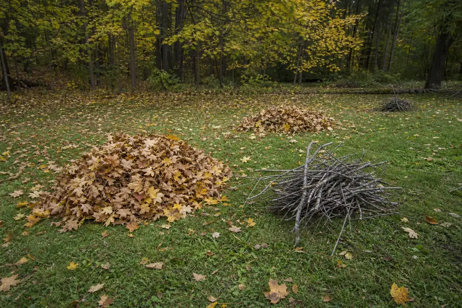 Raked leaf piles and branch bundles on a lawn in autumn